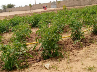 Las plantas crecen