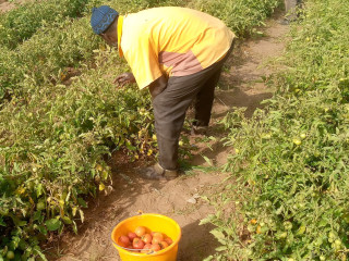 Recogiendo tomates