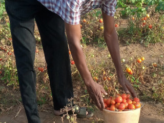 Malick recogiendo tomates