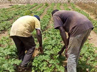 Cultivadores
